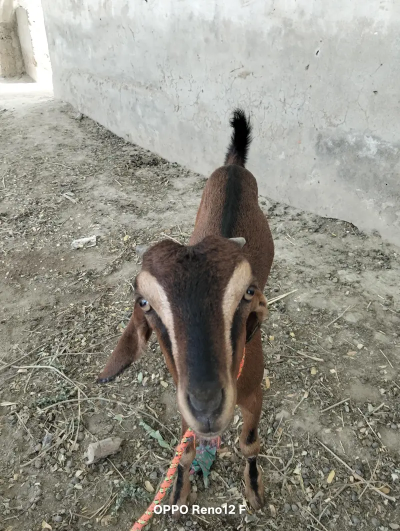 Beautiful Barbari female kid — photo 2