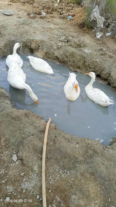 Ducks