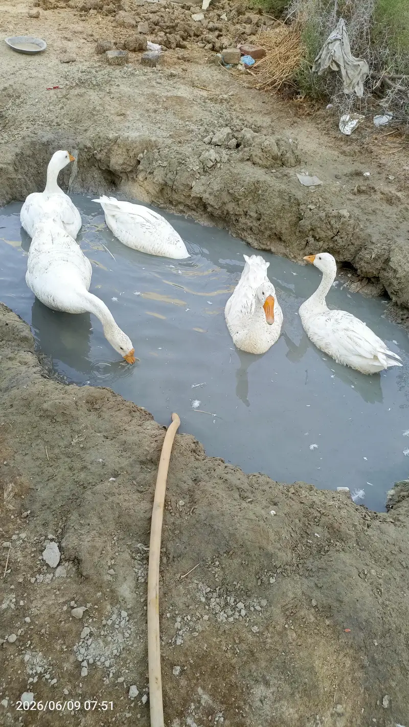 Ducks