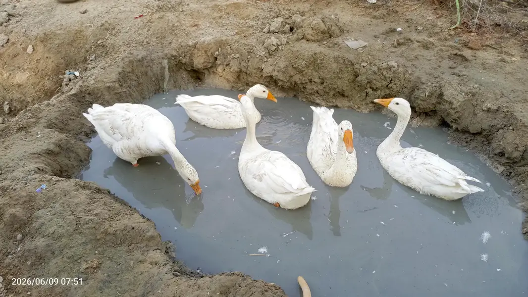 Ducks — photo 2