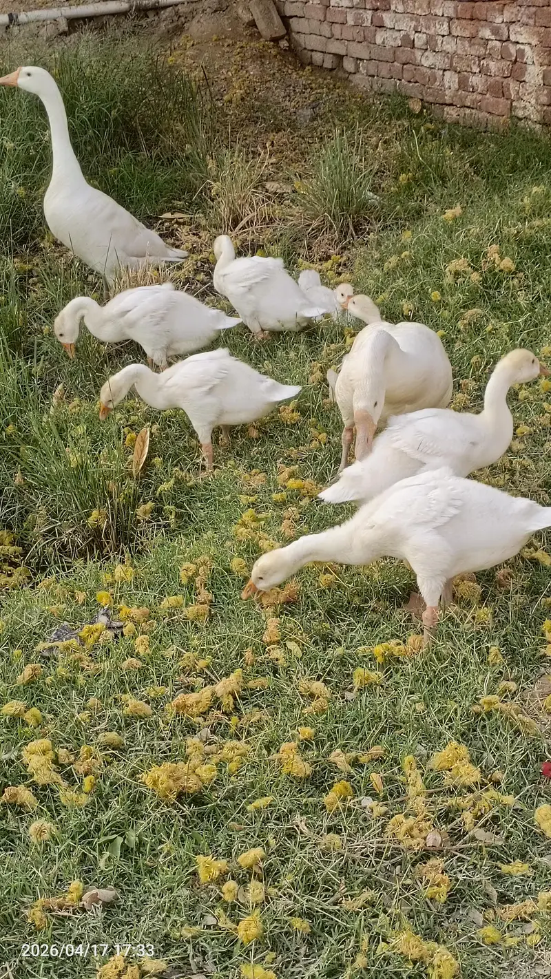 Ducks — photo 3