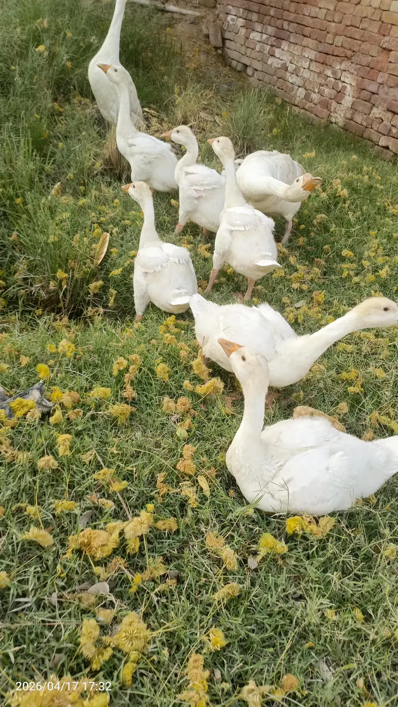 Ducks — photo 4