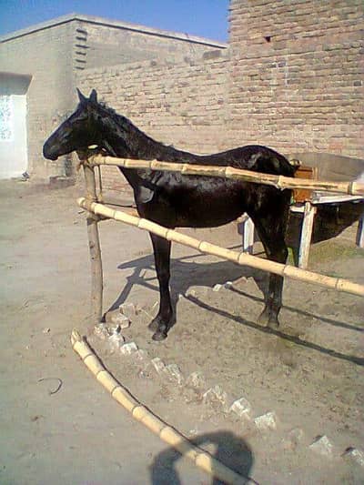 horse