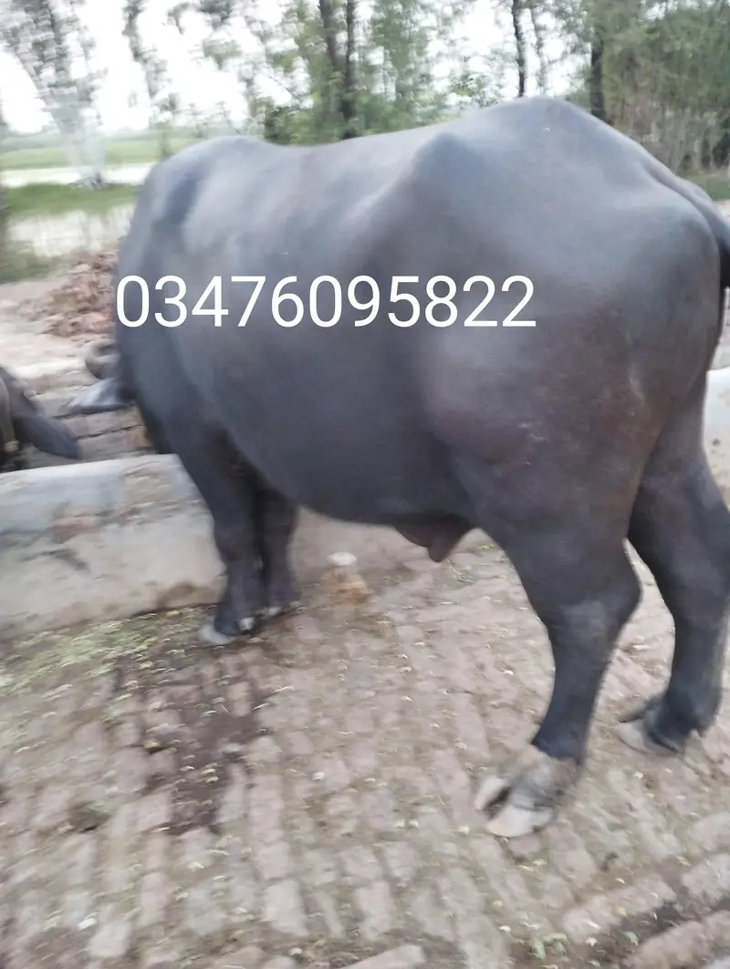 gaban buffalo and 2 katy — photo 4