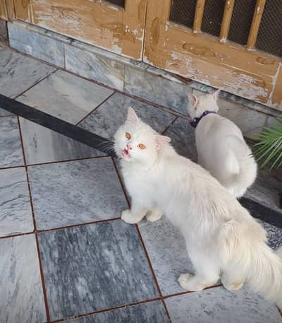 cat pair for sale