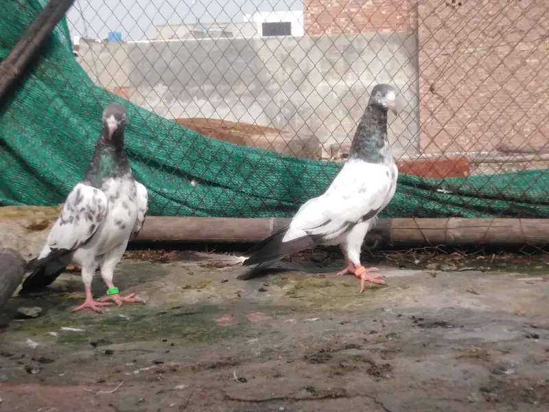 teddy kabooter k bachy — photo 4