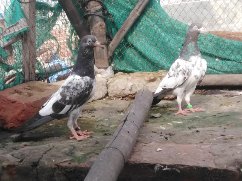 teddy kabooter k bachy — photo 5