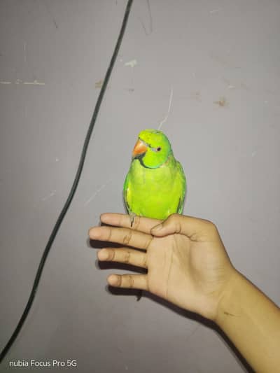 Hand tamed parrot.