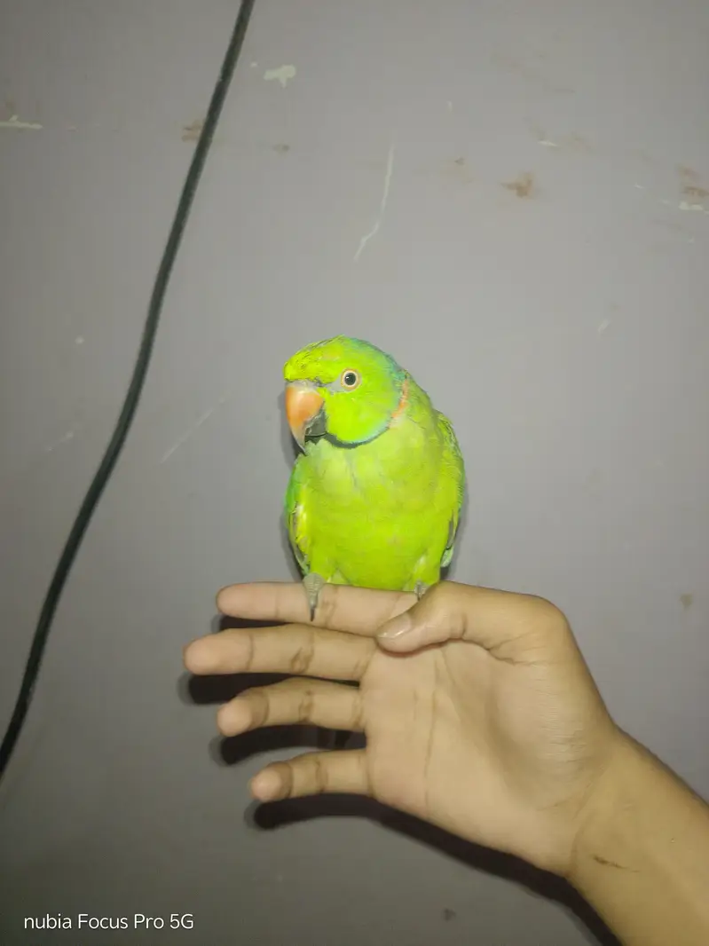Hand tamed parrot. — photo 2