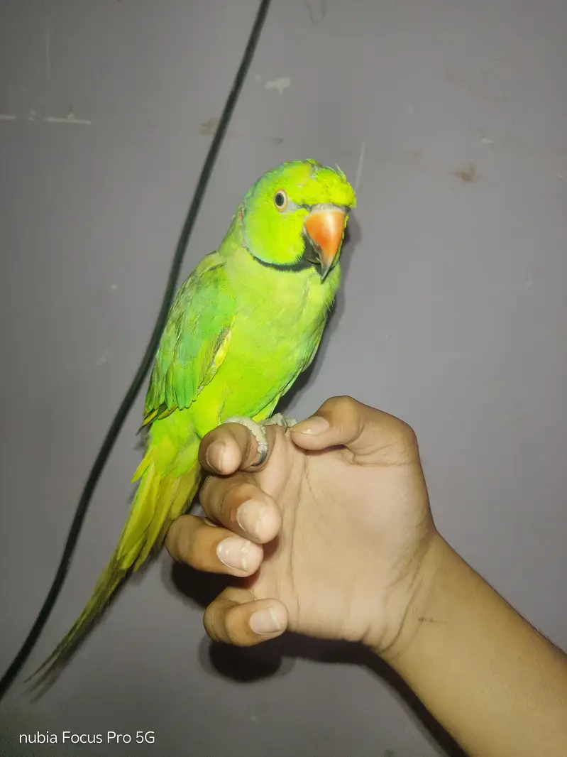 Hand tamed parrot. — photo 3
