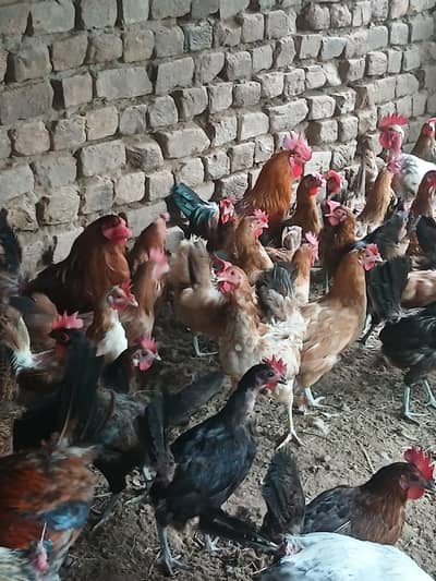 Egg laying hens fresh breeders