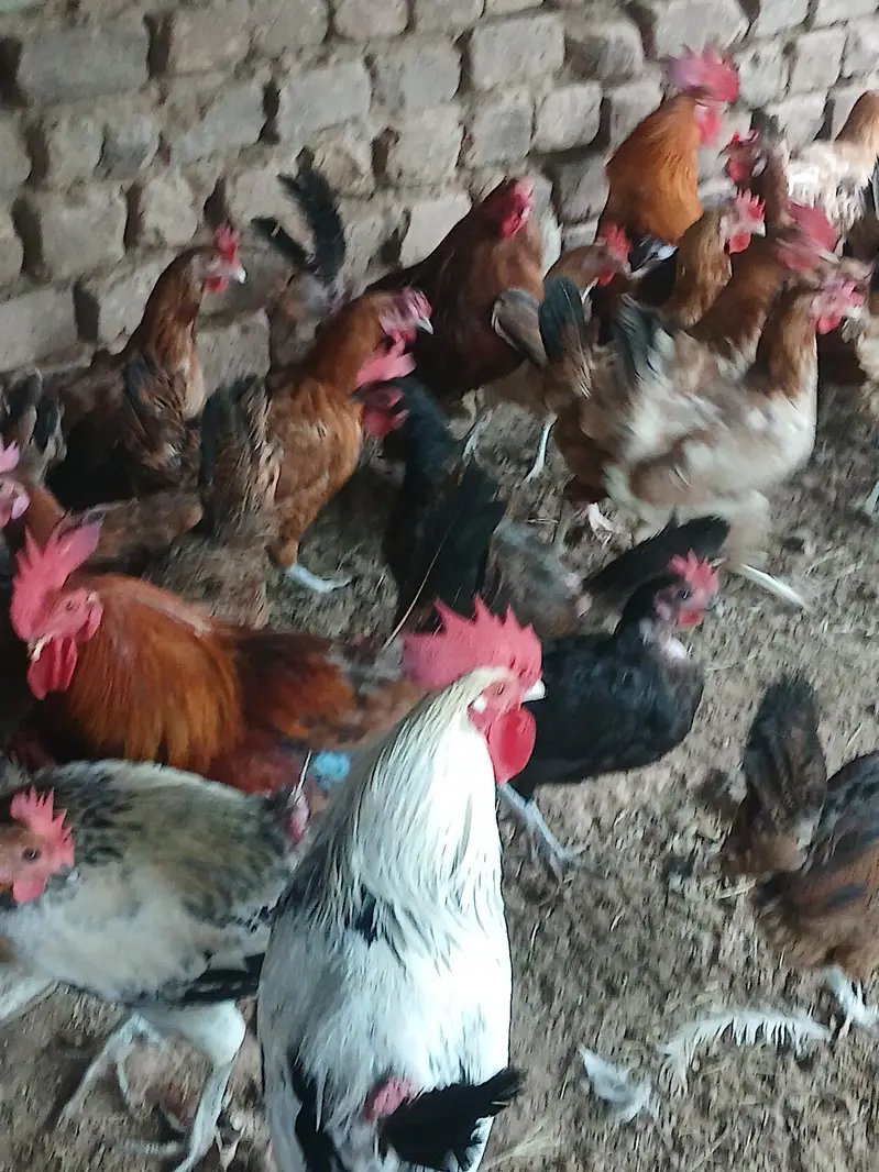Egg laying hens fresh breeders — photo 2