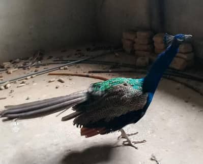 peacock 