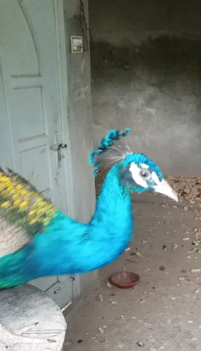 peacock  — photo 2
