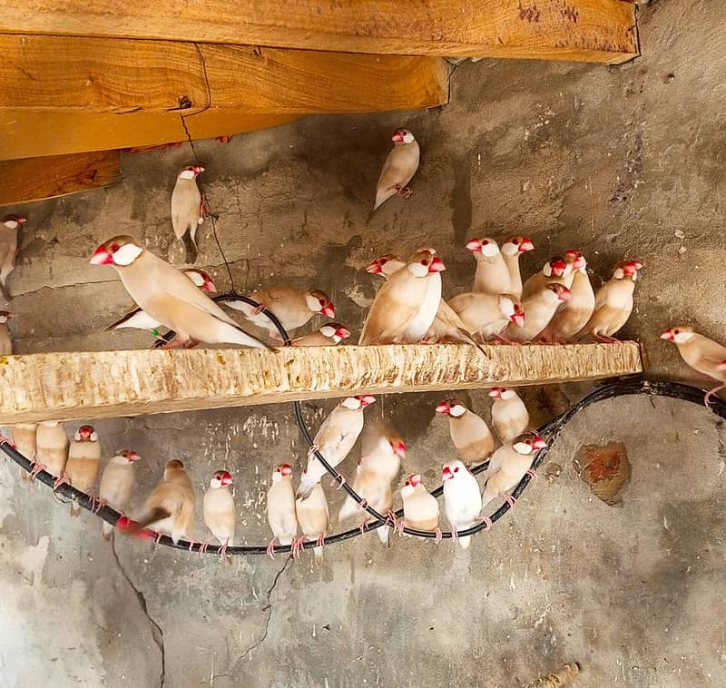 Fawn java full colony 1
