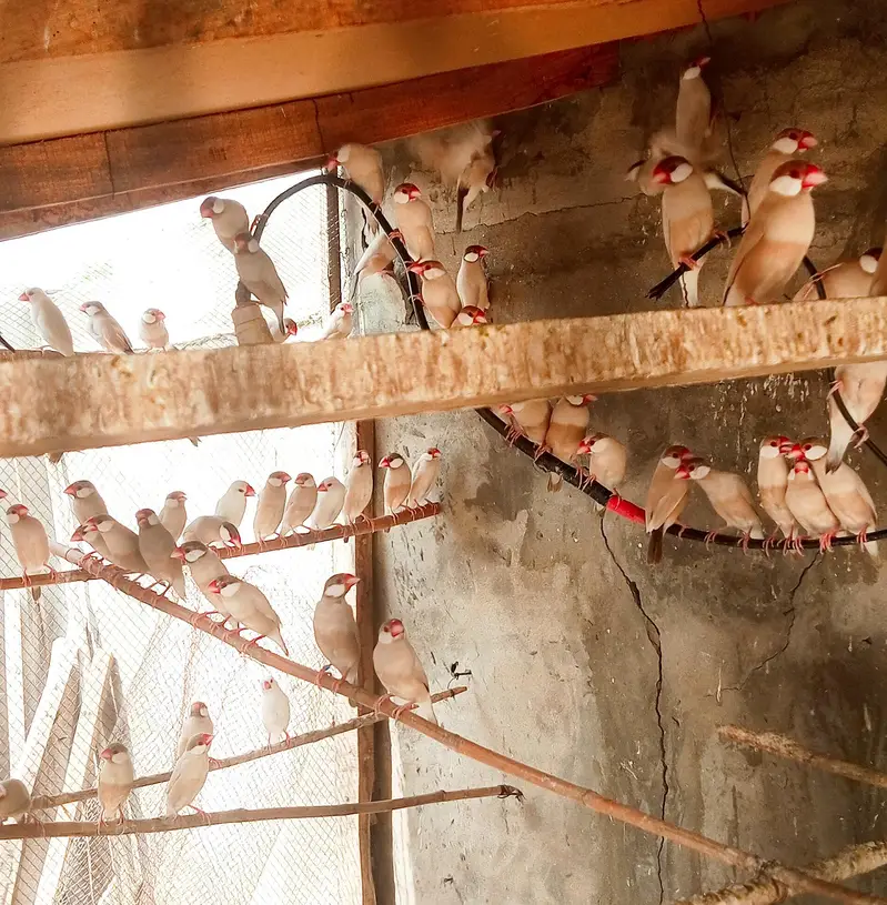 Fawn java full colony — photo 3