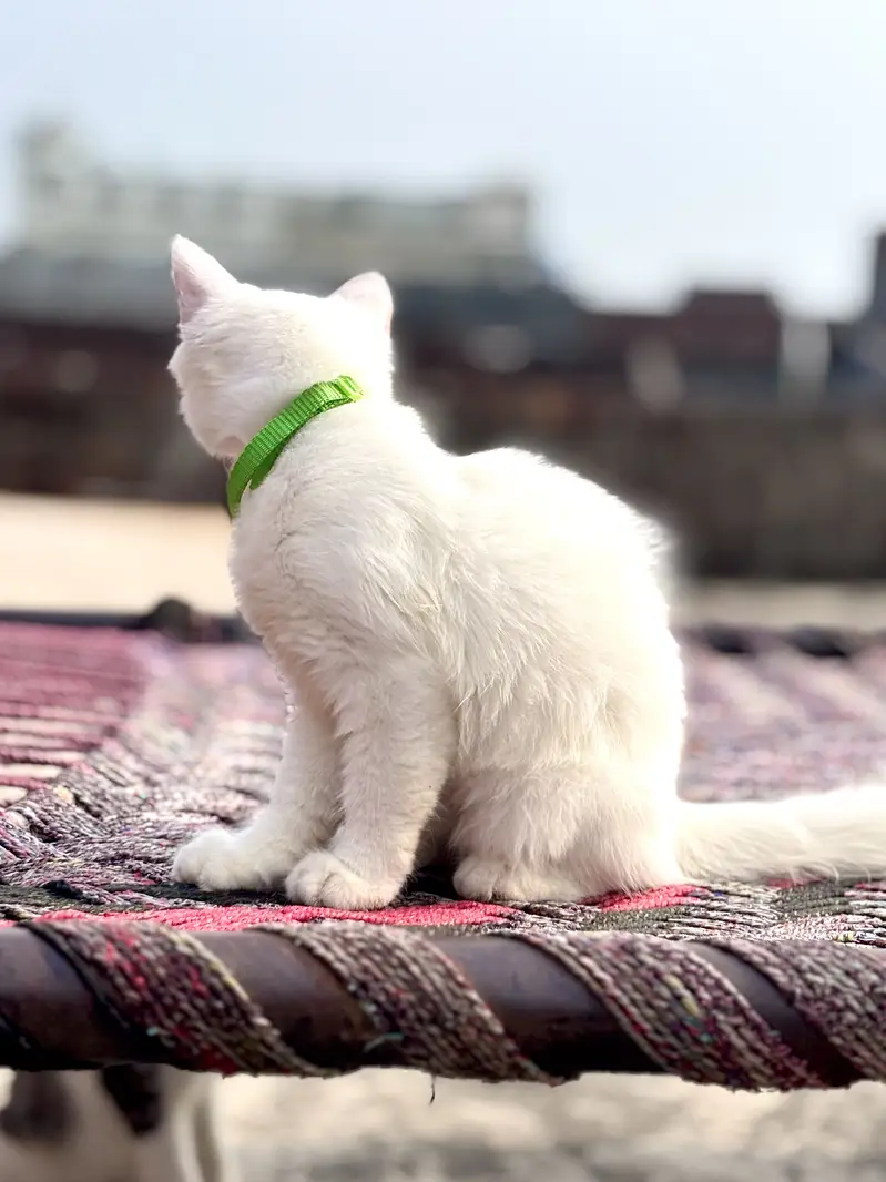 Urgent !!  Female Persion Simple Male