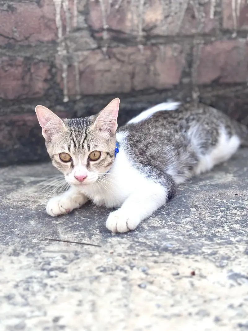 Urgent !!  Female Persion Simple Male — photo 5