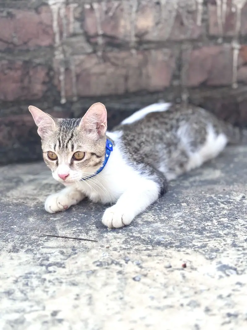 Urgent !!  Female Persion Simple Male — photo 6
