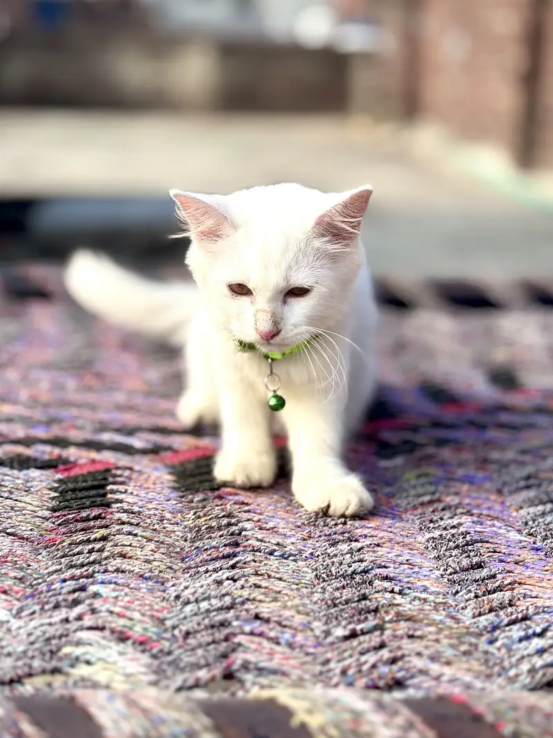 Urgent !!  Female Persion Simple Male — photo 7