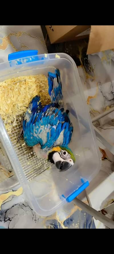 Bule Gold Macaw Chick Available For Sale.
