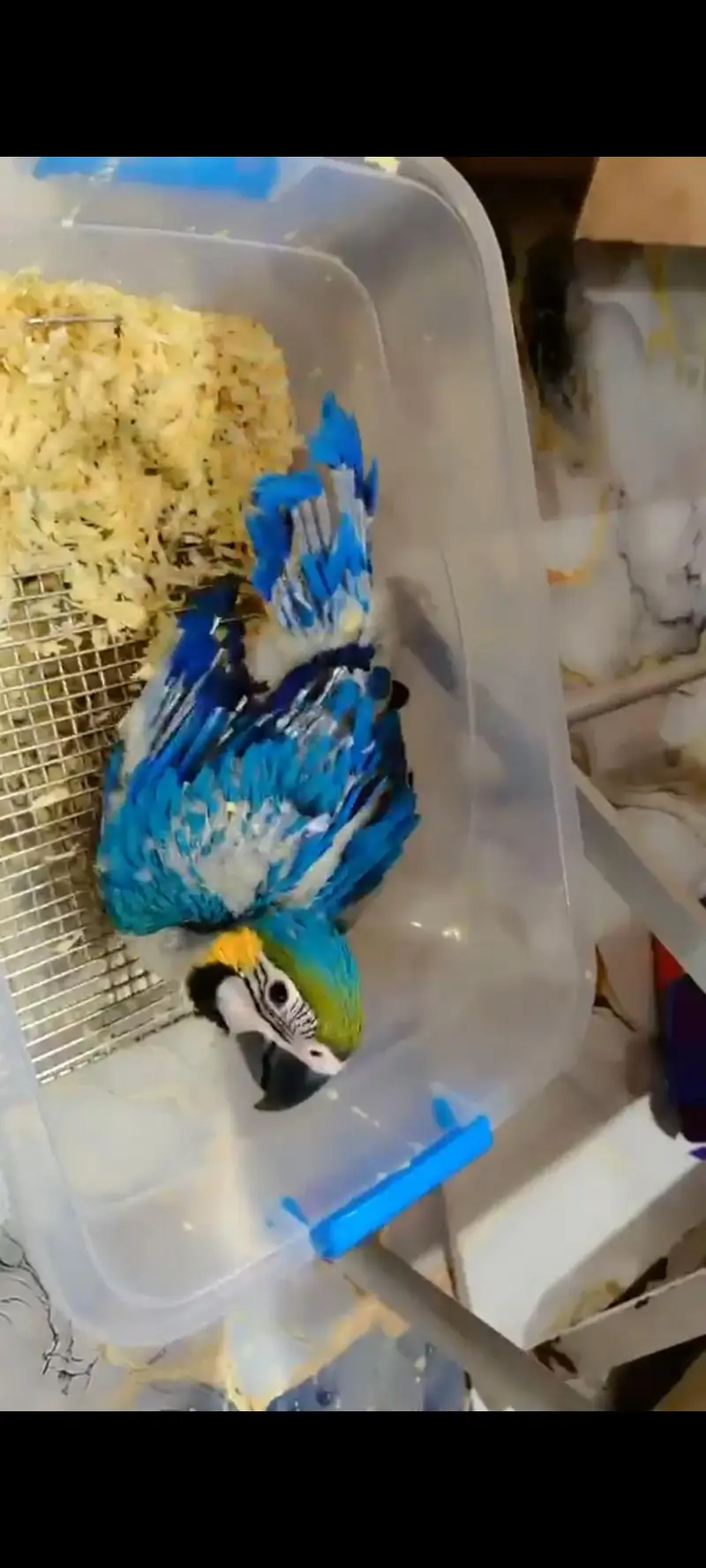 Bule Gold Macaw Chick Available For Sale. — photo 2