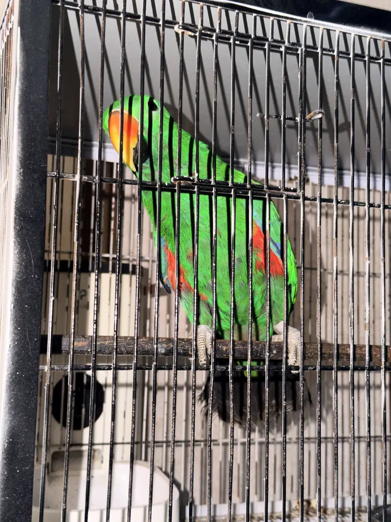 Electus for sale — photo 8