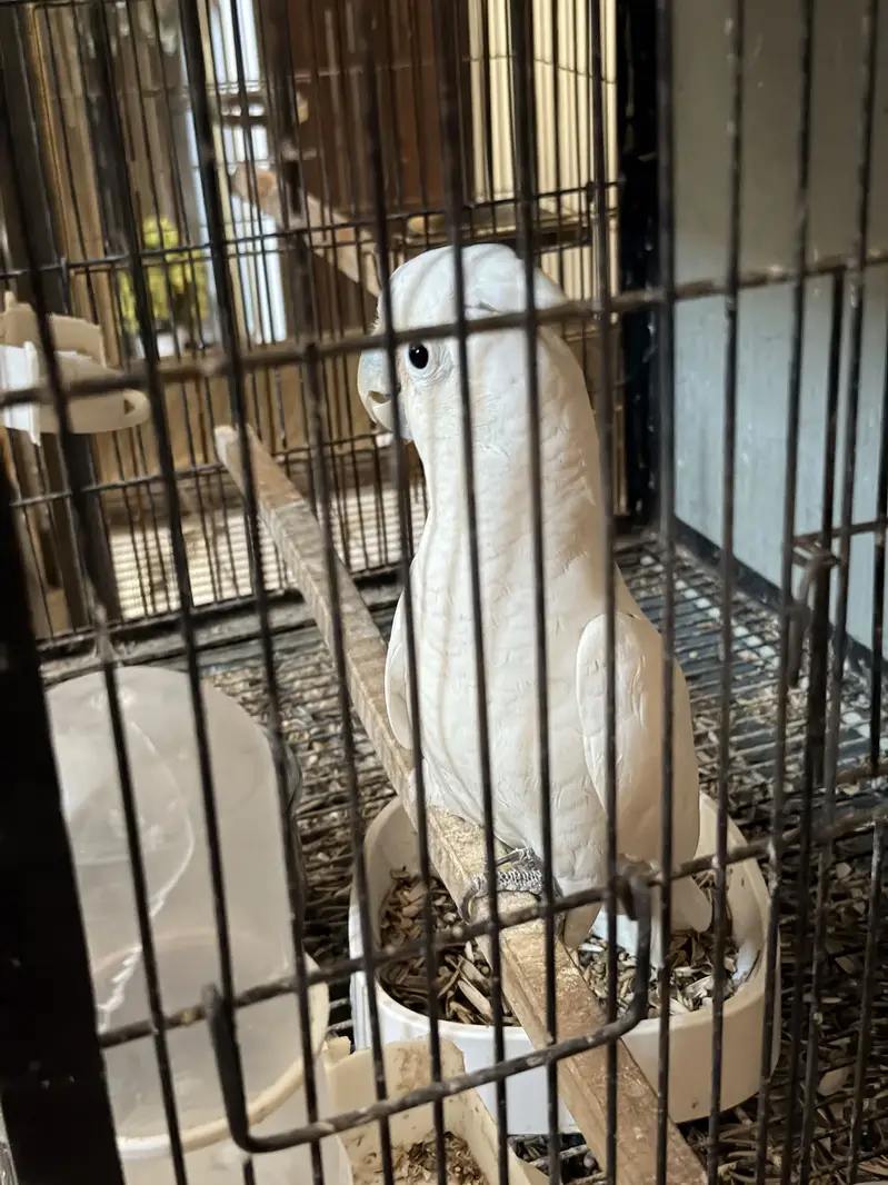 Electus for sale — photo 10