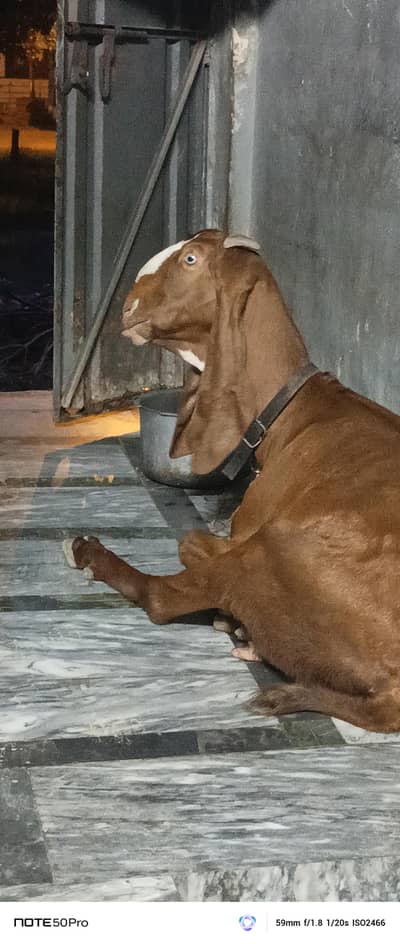 pure nagri beetal bakri