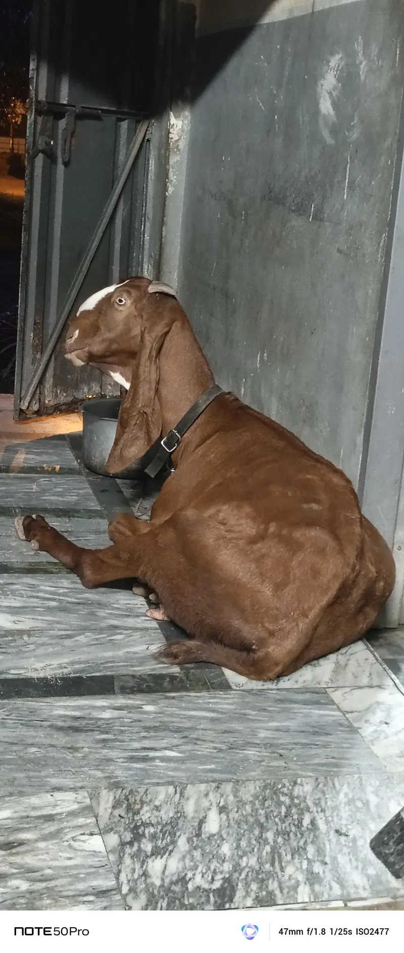 pure nagri beetal bakri — photo 2
