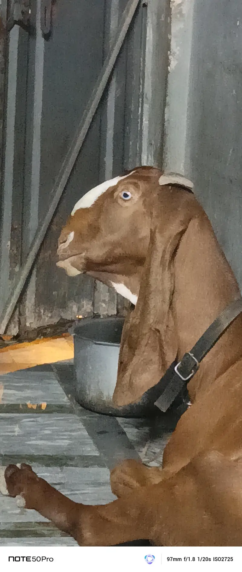 pure nagri beetal bakri — photo 3