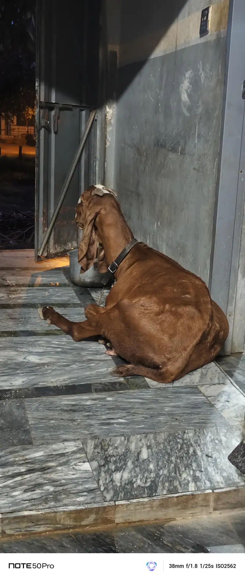 pure nagri beetal bakri — photo 4