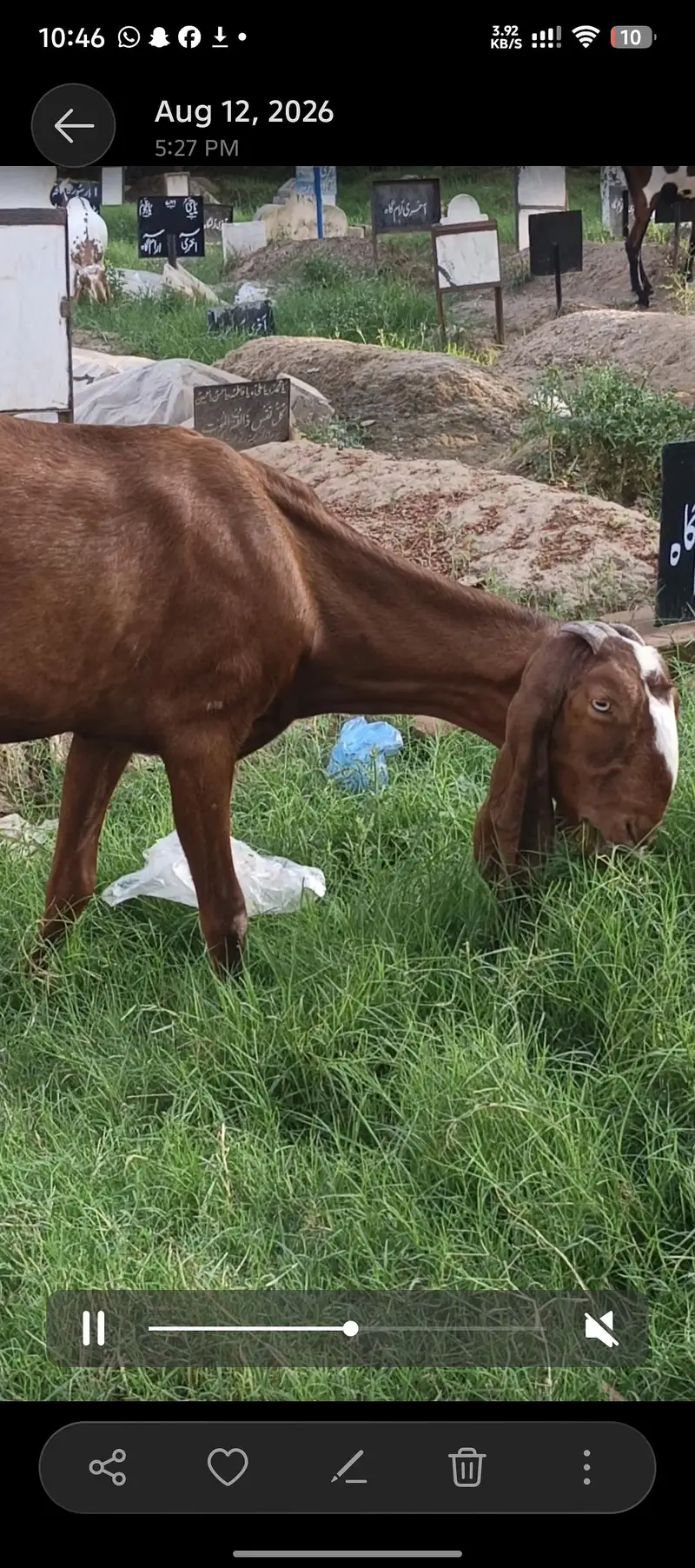 pure nagri beetal bakri — photo 5