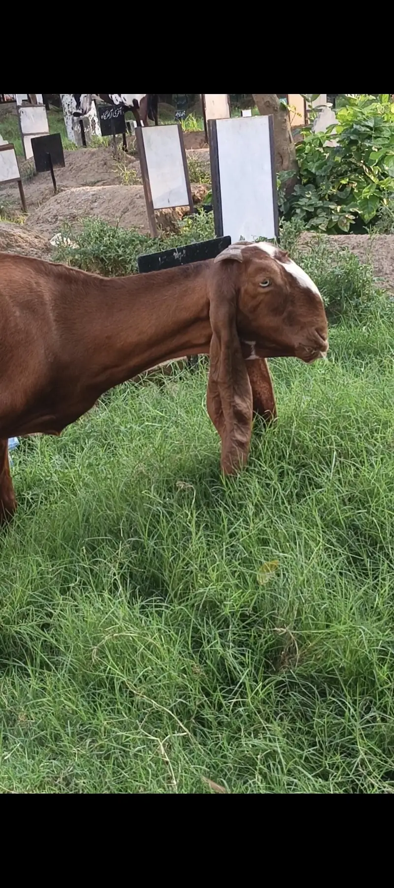 pure nagri beetal bakri — photo 6