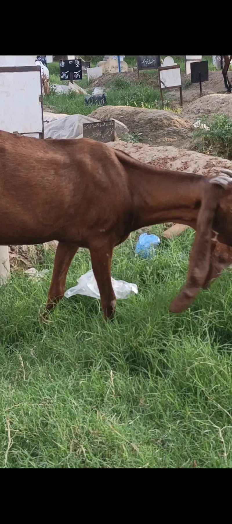 pure nagri beetal bakri — photo 7
