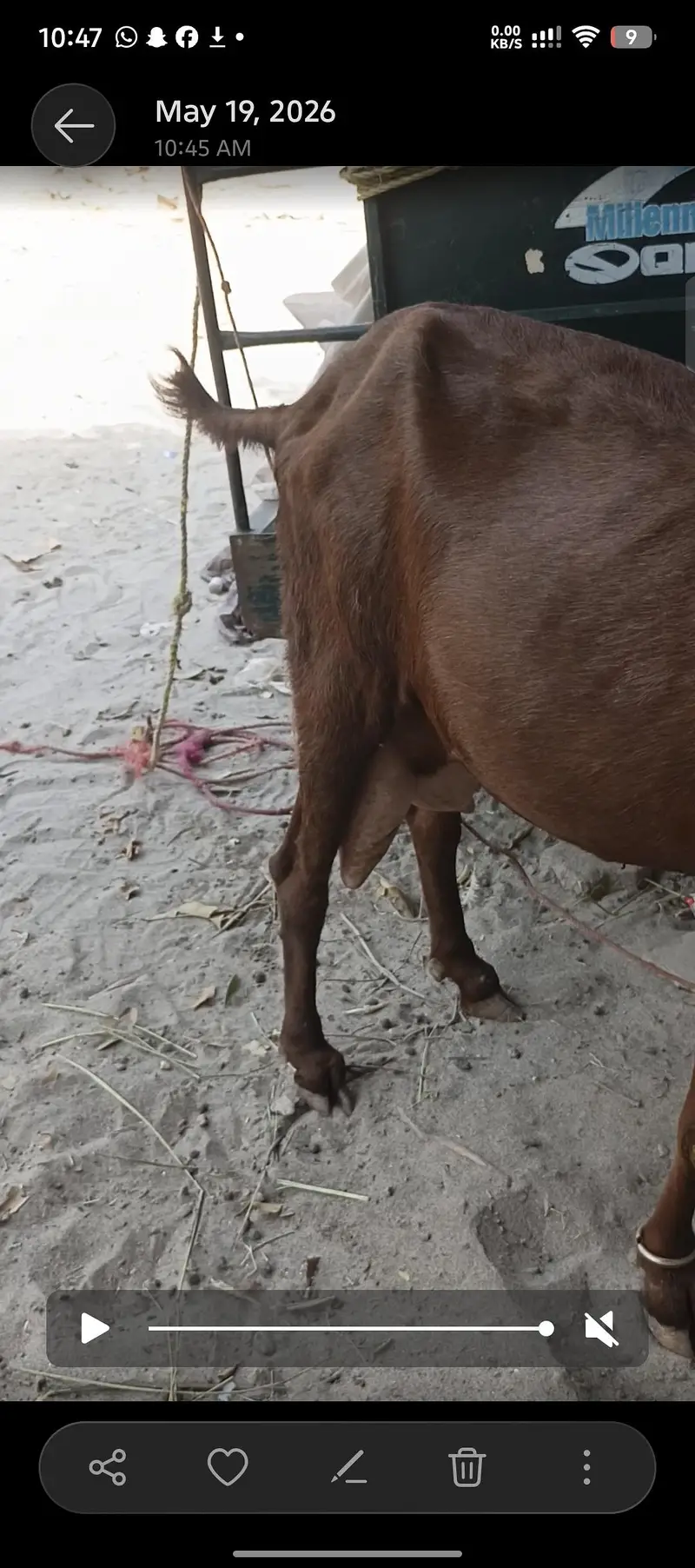 pure nagri beetal bakri — photo 8