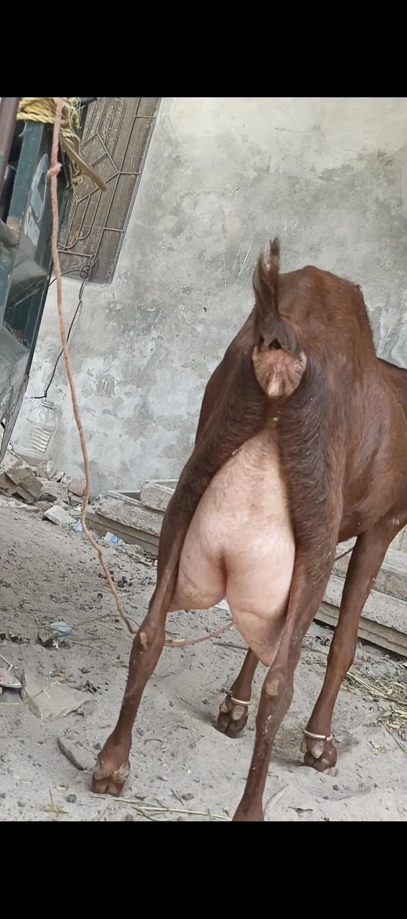 pure nagri beetal bakri — photo 9