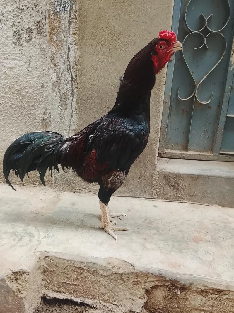 aseel piar — photo 3