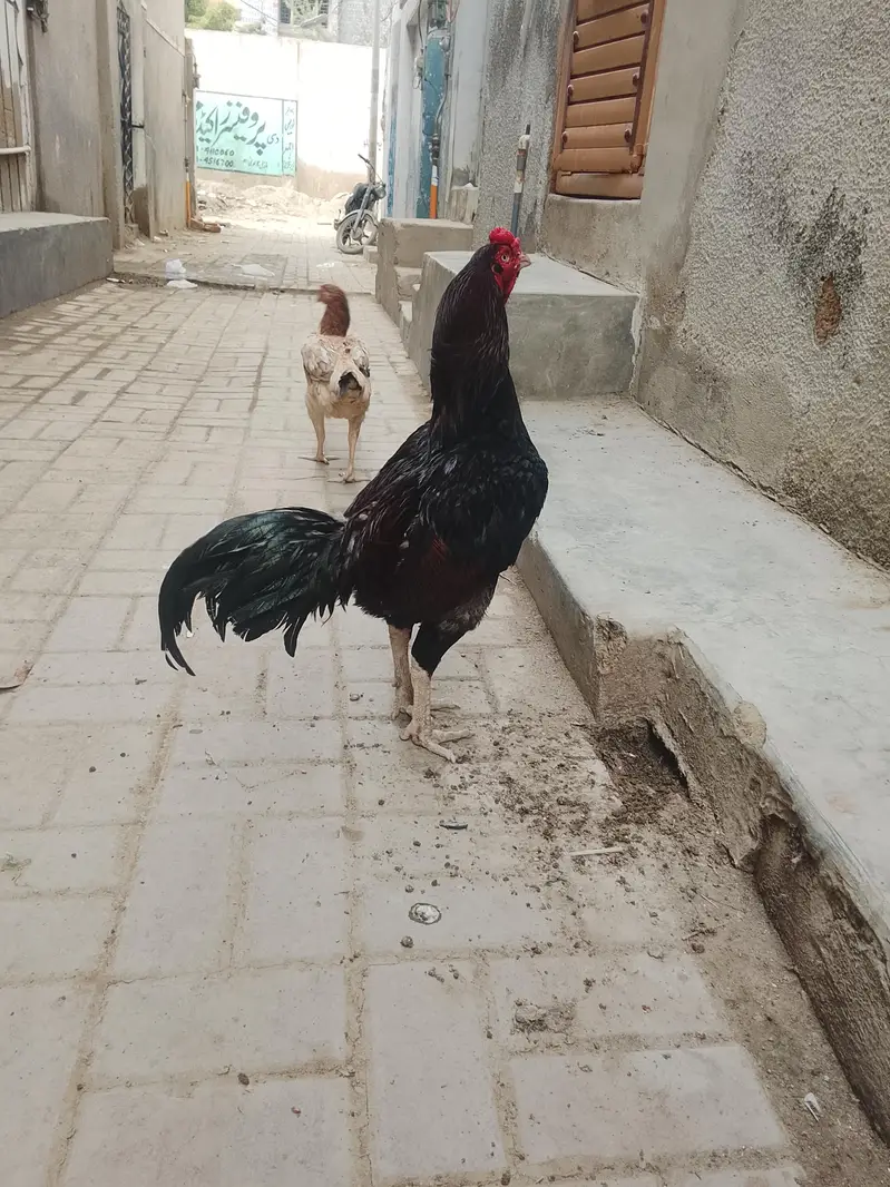 aseel piar — photo 5