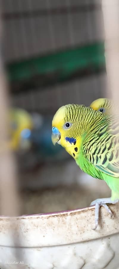 healthy birds
