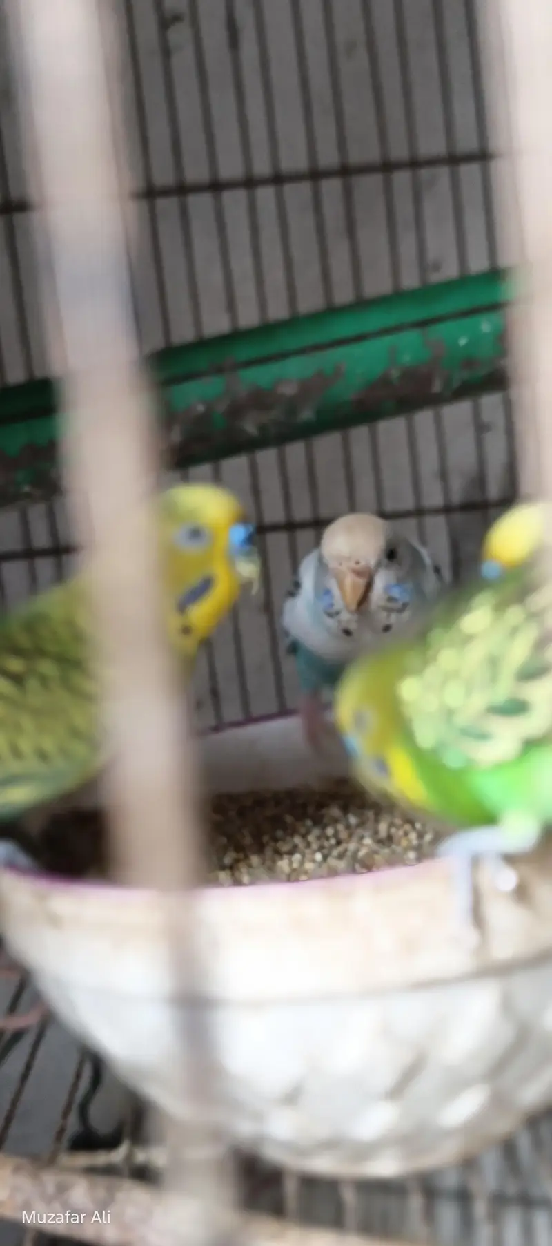 healthy birds — photo 2