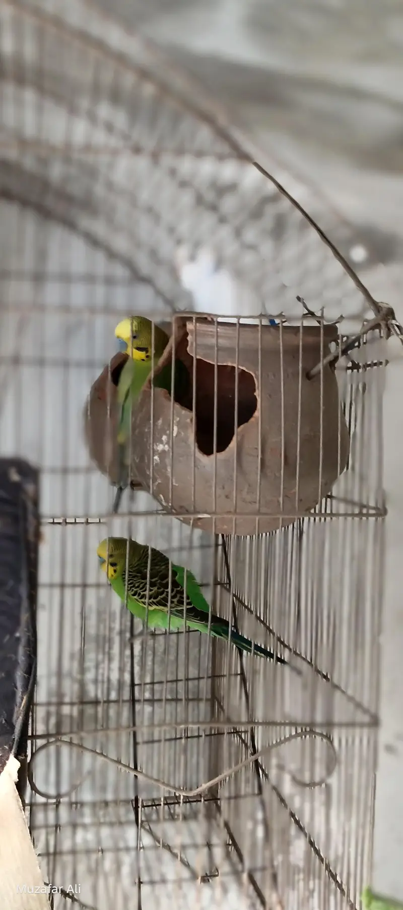 healthy birds — photo 3