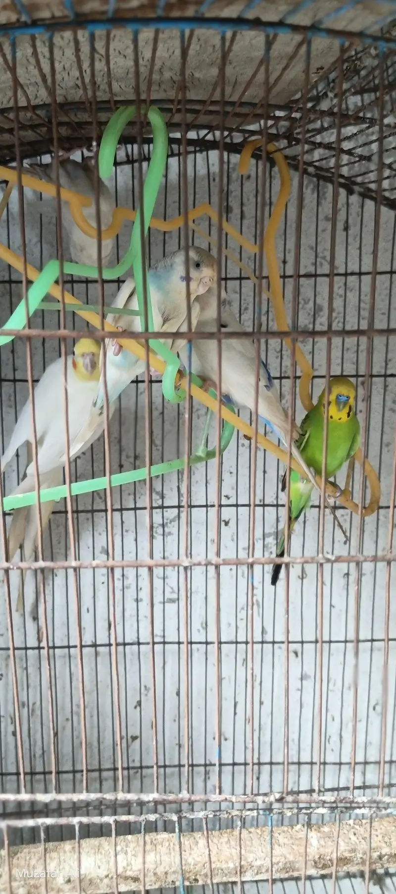 healthy birds — photo 4