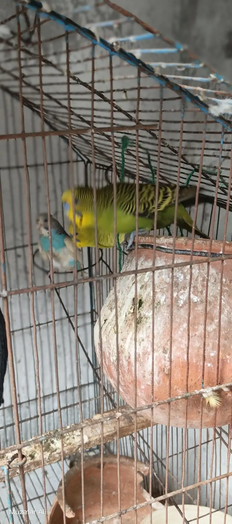 healthy birds — photo 5