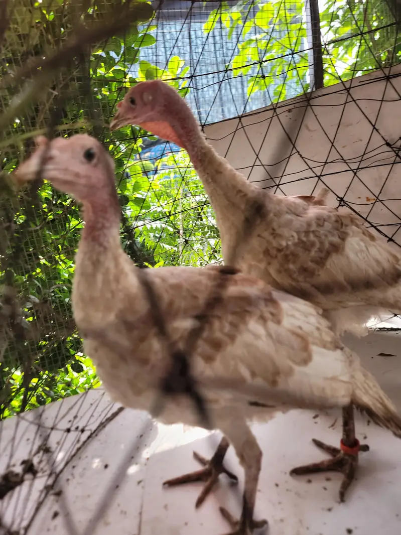 Turkey