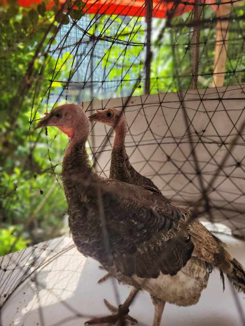 Turkey 1