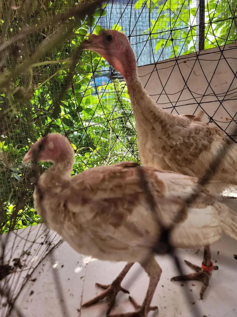 Turkey — photo 4