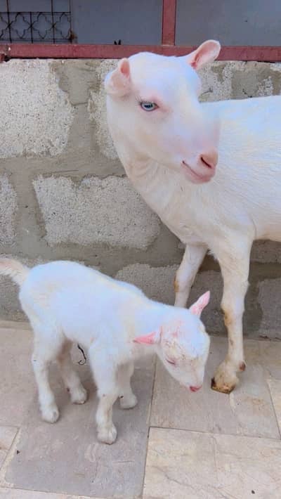 tedi bakri with one male kid