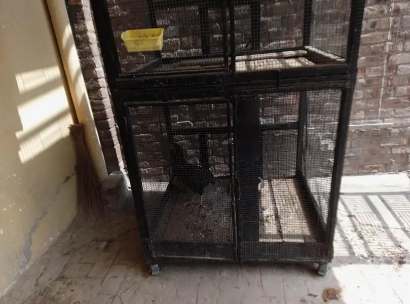 Pinjra for sale — photo 2
