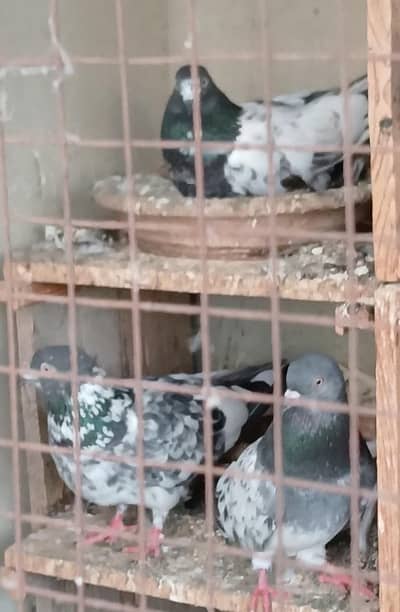 pigeons